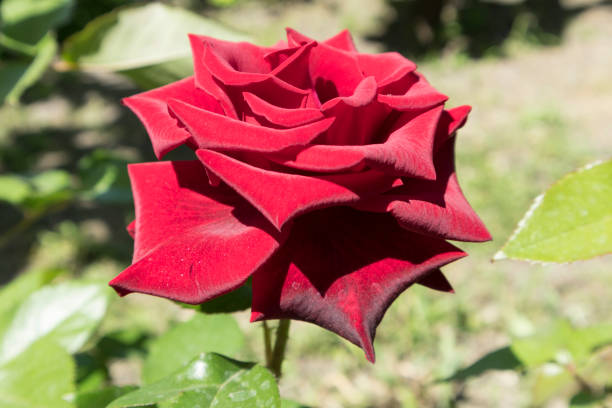 hybrid tea dark red rose 'norita' flower on a sunny day. - hybrid tea rose imagens e fotografias de stock