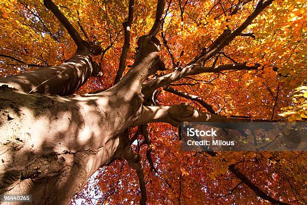 Foto de Árvore De Outono e mais fotos de stock de Amarelo - Amarelo, Blusa - Roupa, Bosque - Floresta
