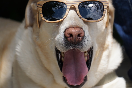 labrador dog with sunglas