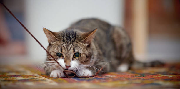 istock Striped cat with white paws, plays on a carpet 964406954
