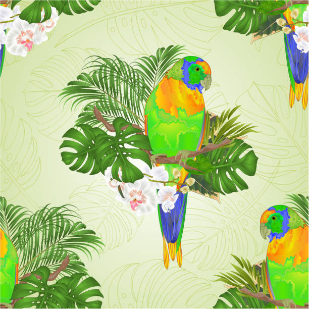 Seamless texture Sun Conure Parrot tropical bird standing on a branch white orchid Phalaenopsis on a white background vector illustration editable Seamless texture Sun Conure Parrot tropical bird standing on a branch white orchid Phalaenopsis on a white background vector illustration editable hand draw blue budgies cartoons stock illustrations