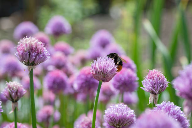 istock Purple spring onions flowers being enjoyed by the bees 964410362