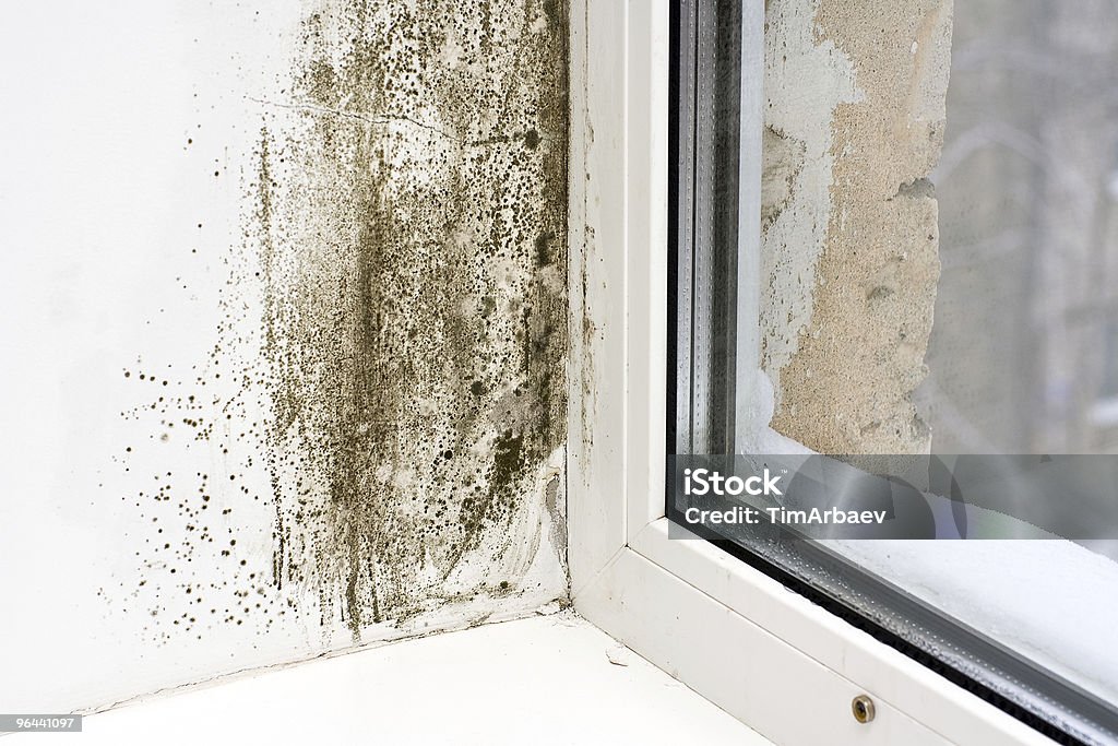 Dampness  Fungal Mold Stock Photo