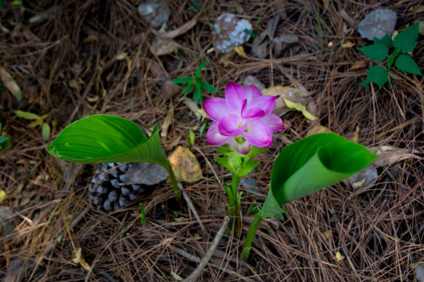 istock Wild Turmeric Pink Flower 964417072