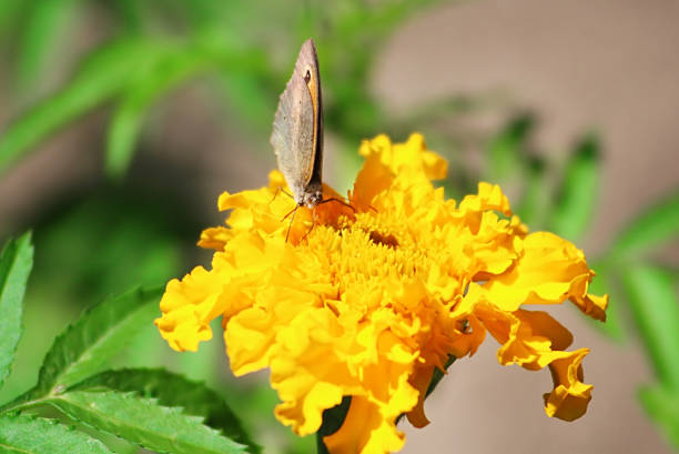 istock Northern Wall Brown butterfly (Lasiommata petropolitana) on the marigold flower 964419666