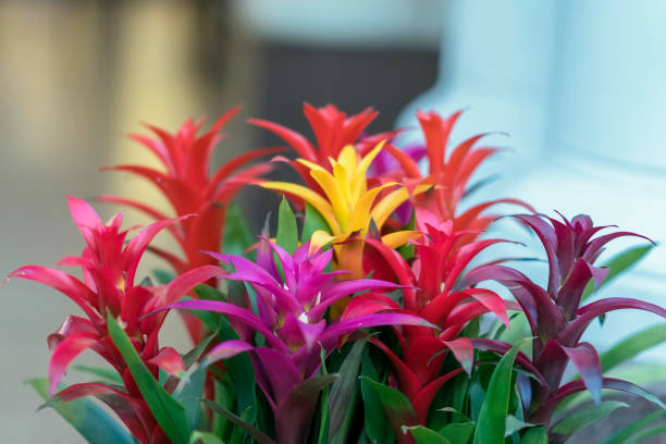 mix di guzmania colorata e luminosa, raffinato rappresentante della famiglia di bromeliade o ananas, leader nel design degli interni - bromeliad foto e immagini stock