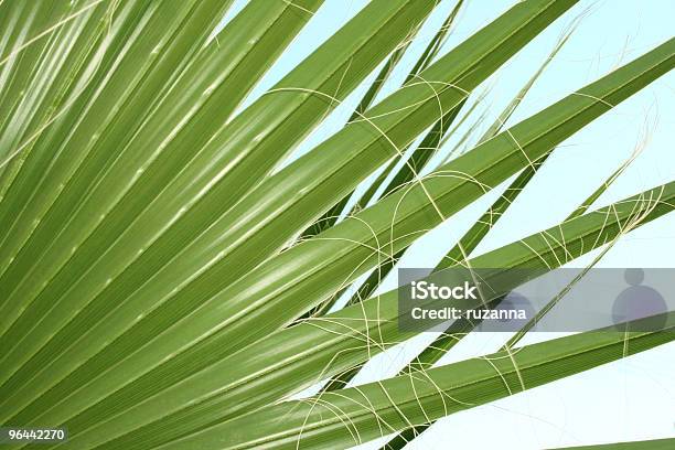 Palm Leaves Stock Photo - Download Image Now - Backgrounds, Beauty, Beauty In Nature