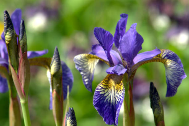 istock Flowers of Iris Sibirica, Siberian iris, up close 964424902