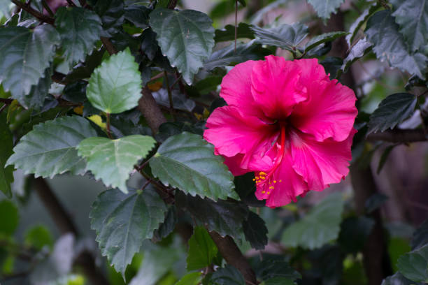 istock Single Beautiful Pink Flower 964424960