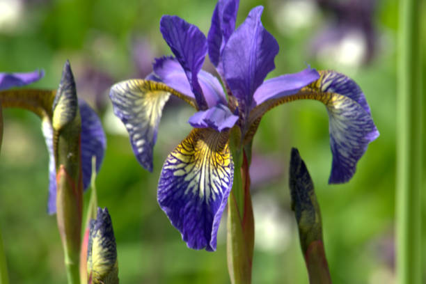 istock Flowers of Iris Sibirica, Siberian iris, up close 964425410