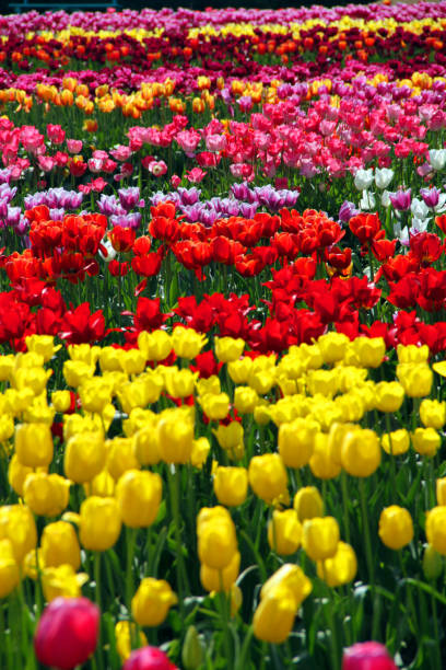 istock Smattering of Flowers 964428566