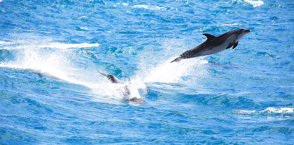 Common bottlenose dolphins jumping in Paihia, Bay of Islands, South Pacific Ocean, New Zealand. The common bottlenose dolphin (Tursiops truncatus), or Atlantic bottlenose dolphin, is the best known species of dolphin as is the most common in marine parks and zoos. It is the largest species of beaked dolphins and lives in temperate and tropical oceans throughout the world. The world-famous Bay of islands in New Zealand contains 144 islands.
