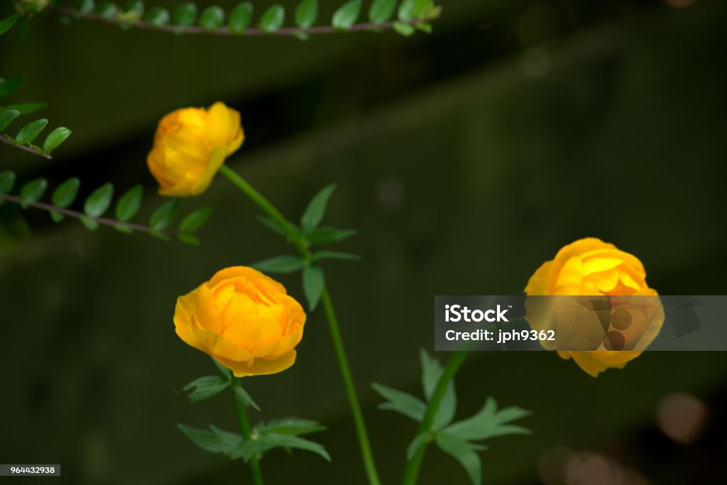 Trollius, israelknowles ou gigante florzinha - Foto de stock de Amarelo royalty-free
