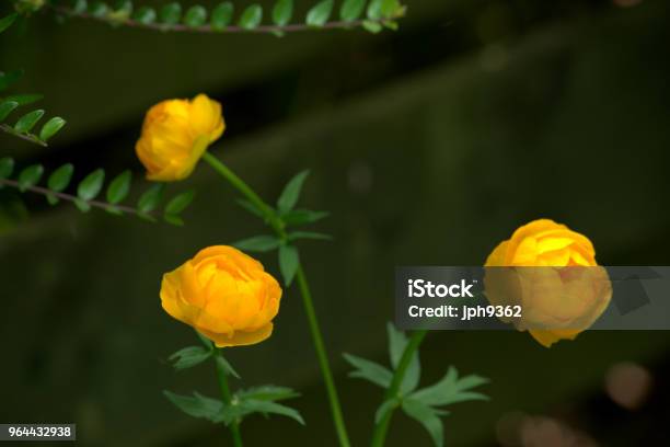 Foto de Trollius Israelknowles Ou Gigante Florzinha e mais fotos de stock de Amarelo - Amarelo, Família do Ranúnculo, Flor