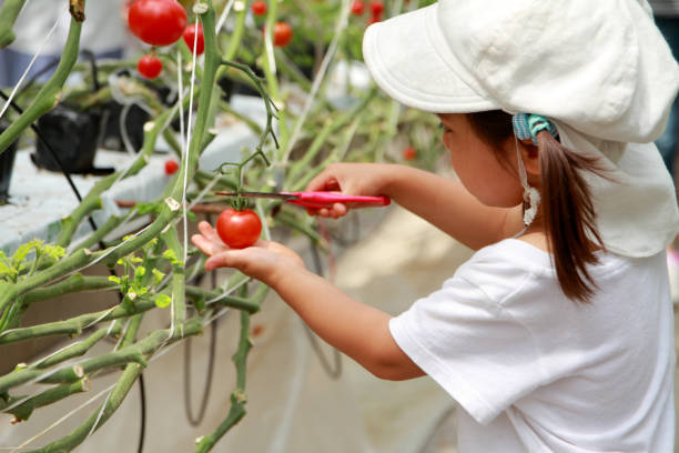 Japanese girl picking cherry tomato (3 years old) Japanese girl picking cherry tomato (3 years old) satoyama scenery stock pictures, royalty-free photos & images