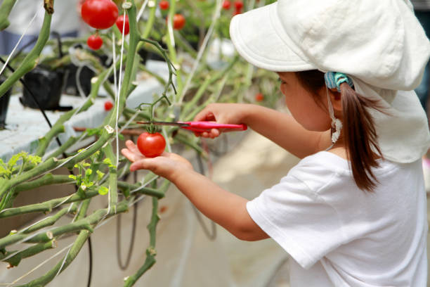japońska dziewczyna zbierająca pomidora wiśniowego (3 lata) - picking crop harvesting scenics zdjęcia i obrazy z banku zdjęć