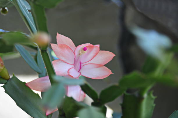istock Beautiful flower of May 964438742