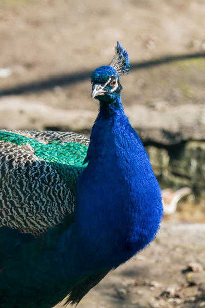 istock Peacock portrait close-up. Beautiful bright bird, wild animals. 964438820