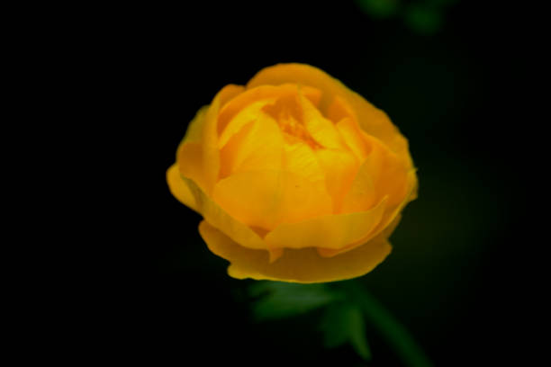 istock Trollius, globeflower or giant buttercup 964439050