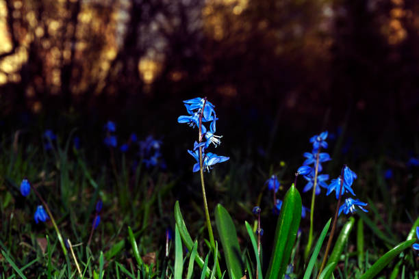 istock blue flowers of squills on sunset background 964441368