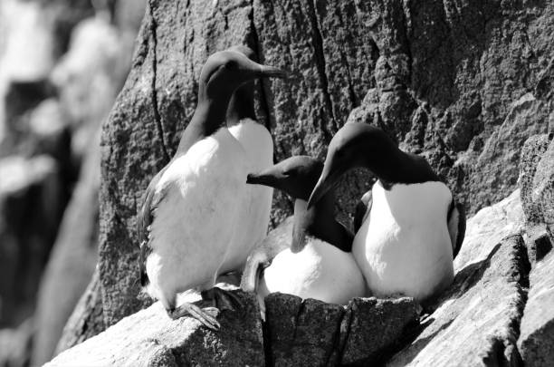 istock Guillemots on Isle of May 964442074