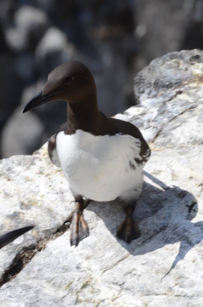 istock Guillemot on Rock 964442134