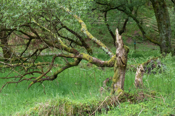 istock Twisty tree in enchanted vibrant green forest 964445604