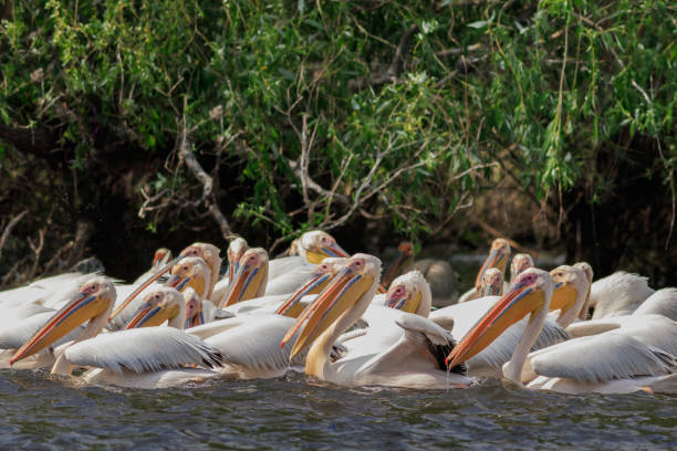 istock white pelicans in Danube Delta, Romania 964446368