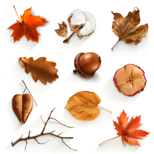 ilustraciones, imágenes clip art, dibujos animados e iconos de stock de otoño conjunto de chatarra, elementos del vector - acorn