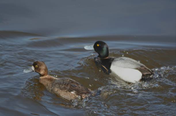 Pair Of Swimming Greater Scaup Ducks Early spring closeup on a drake and hen greater scaup duck, rapidly swimming thru a freshwater habitat. greater scaup stock pictures, royalty-free photos & images