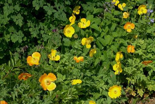 Image of the four petalled yellow Welsh poppy, Papaver Cambrica