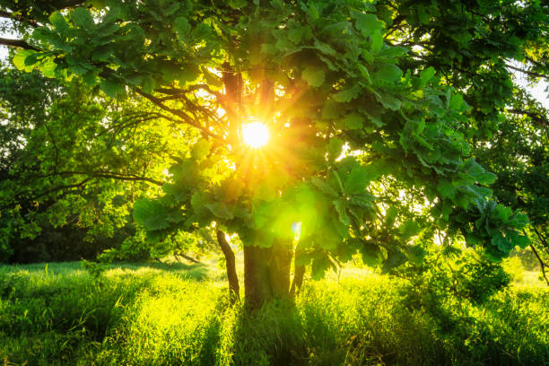 Close-up view sunbeams through green branches of large tree on summer sunny morning. Summer background of nature. Beautiful warm sunbeams. leaves glow in sunlight on clear day. Natural landscape. stock photo