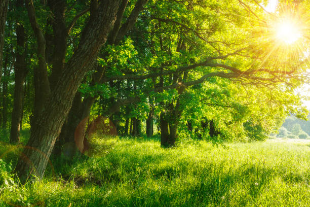 istock Green summer nature on sunny day. Summer background. Trees on green meadow. Warm sunlight through the trees. Leaves on branchy trees and grass. Rural scenic scene. Summer plants in outdoor. 964450604