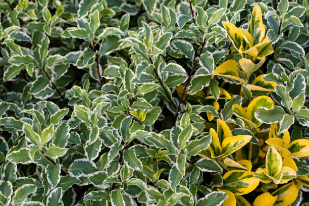 istock bunch of green leaves 964453522