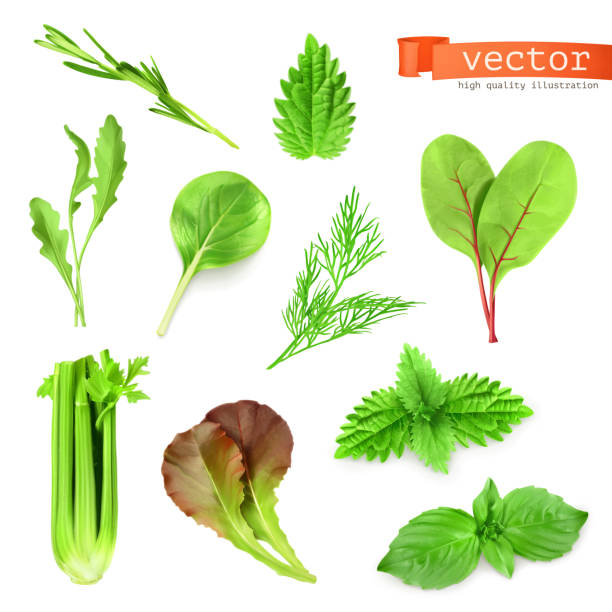 ilustraciones, imágenes clip art, dibujos animados e iconos de stock de hierbas conjunto de ilustración vectorial - arugula salad plant leaf