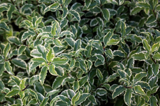 istock bunch of green leaves 964453634