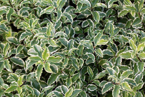 istock bunch of green leaves 964454080