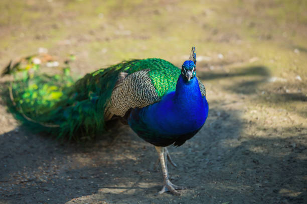 istock Peacock portrait close-up. Beautiful bright bird, wild animals. 964454430