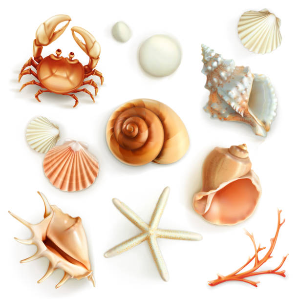 ilustraciones, imágenes clip art, dibujos animados e iconos de stock de seashells, conjunto de iconos vectoriales - concha