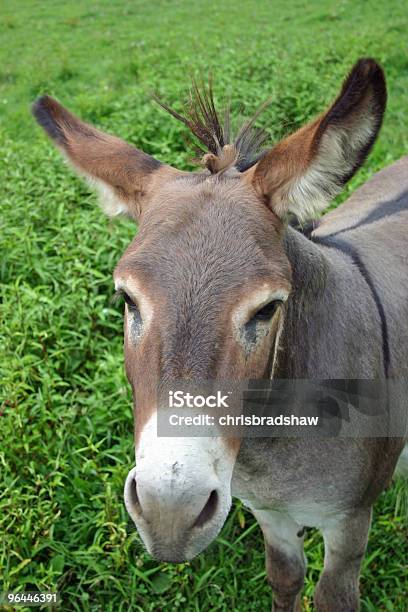 Mula - Fotografias de stock e mais imagens de Agricultura - Agricultura, Animal, Animal de Trabalho