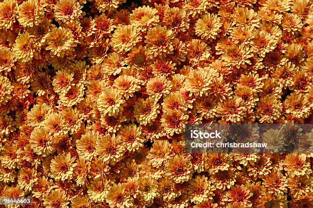 Arancio Mamme - Fotografie stock e altre immagini di Arancione - Arancione, Autunno, Bellezza naturale