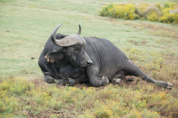 istock Cape Buffalo lounging in the dirt 964472590