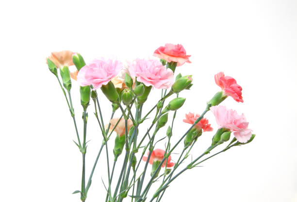 istock bouquet of carnation in a white background 964475082