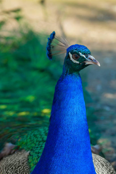 istock Peacock portrait close-up. Beautiful bright bird, wild animals. 964480336