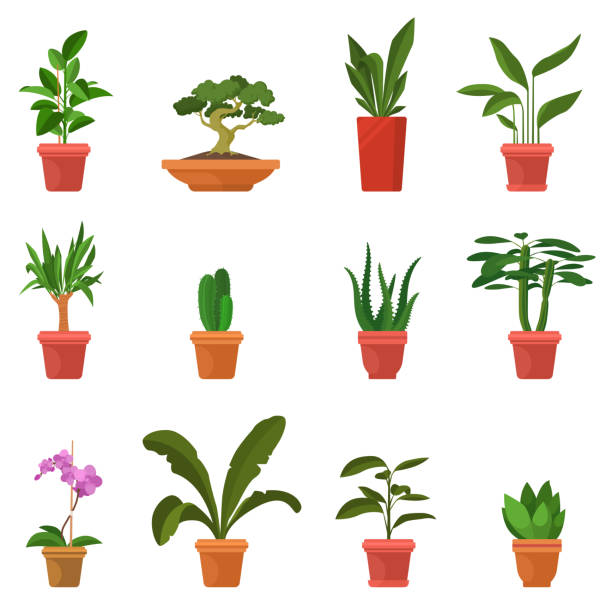 ilustrações de stock, clip art, desenhos animados e ícones de house plants vector illustration. set of colorful indoor plants in flat cartoon style. green leaves and inflorescences. decorative elements for home and garden. eps 10. - euphorbiaceae