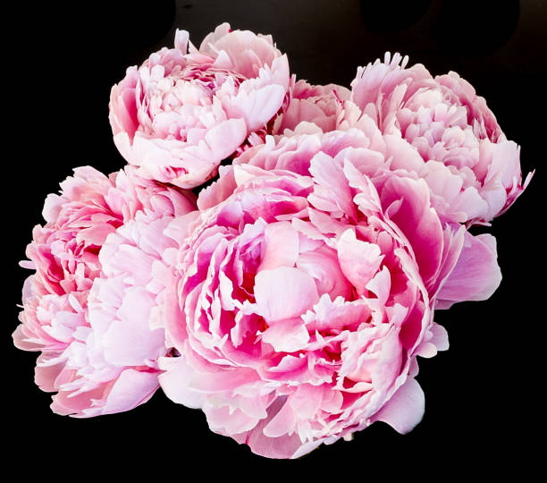 istock Macro view of Peonies blooming 964481042