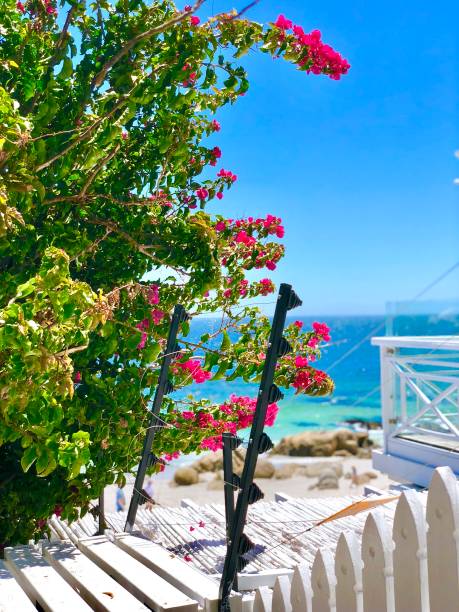 istock Bougainvilleas and sea 964483226