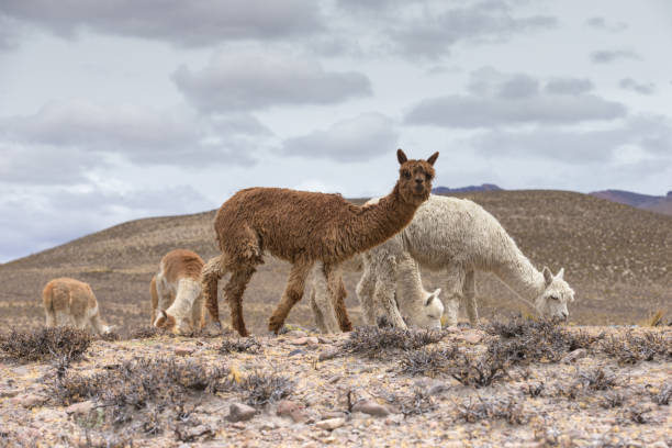 istock lamas in Andes,Mountains, Peru 964483970