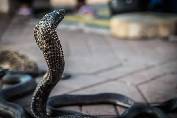 istock Cobra snape in the street 964490378