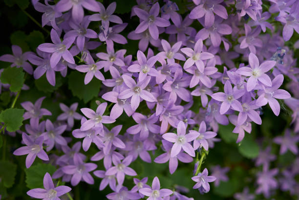 istock Campanula portenschlagiana 964490446